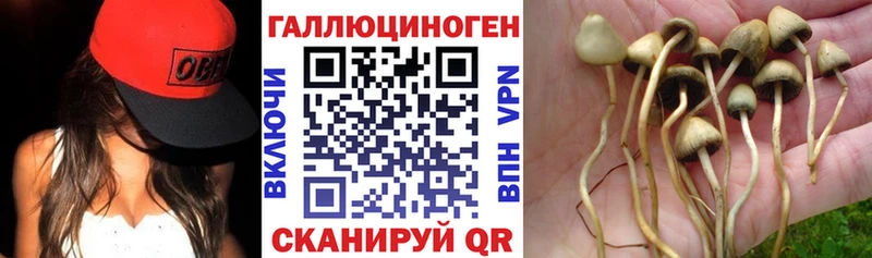 где купить наркоту  Щёлкино  Галлюциногенные грибы GOLDEN TEACHER 